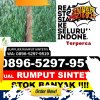 Jual Rumput Palsu Losarang.jpg