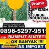 Penjual Rumput Palsu Kotabumi Selatan.jpg