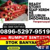 Agen Rumput Palsu Pinoh Selatan.jpg