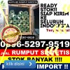 Gudang Rumput Plastik Batu Mandi.jpg