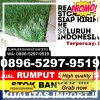 Distributor Rumput Palsu Denpasar Timur.jpg