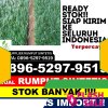 Jual Rumput Palsu Murung Pudak.jpg