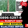 Penjual Rumput Palsu Meurah Mulia.jpg