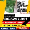 Agen Rumput Sintetis Kalanganyar.jpg