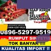 Jual Rumput Sintetis Sei Beduk.jpg