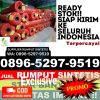 Jual Rumput Palsu Sadu.jpg