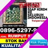 Penjual Rumput Sintetis Batu Benawa.jpg