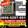 Penjual Rumput Sintetis Benda.jpg