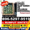 Pusat Rumput Sintetis Bojongloa Kaler.jpg