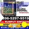 Penjual Rumput Sintetis Cicantayan.jpg