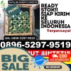 Penjual Rumput Sintetis Cikande.jpg