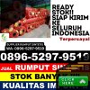 Supplier Rumput Plastik Ranah Pesisir.jpg