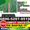 Agen Rumput Sintetis Lubuk Linggau Timur Ii.jpg