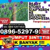 Toko Rumput Imitasi Mesidah.jpg