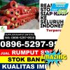 Supplier Rumput Plastik Sanankulon.jpg