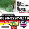 Penjual Rumput Sintetis Dua Boccoe.jpg