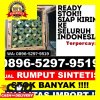 Jual Rumput Imitasi Bulupoddo.jpg