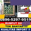 Distributor Rumput Sintetis Danau Sembuluh.jpg