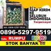 Supplier Rumput Palsu Citamiang.jpg