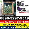 Supplier Rumput Palsu Deli Tua.jpg