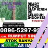 Toko Rumput Plastik Marang Kayu.jpg