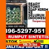 Supplier Rumput Sintetis Cibatu.jpg