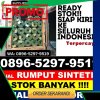 Toko Rumput Palsu Belimbing.jpg