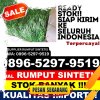 Supplier Rumput Sintetis Kabupaten Karo.jpg