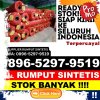 Supplier Rumput Palsu Pontianak Timur.jpg