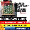 Supplier Rumput Imitasi Bies.jpg