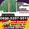 Toko Rumput Palsu Kuala Jambi.jpg