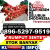 Supplier Rumput Sintetis Ponorogo.jpg