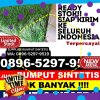 Supplier Rumput Imitasi Kapala Pitu.jpg