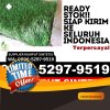 Supplier Rumput Imitasi Kasiman.jpg