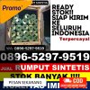 Supplier Rumput Plastik Cikembar.jpg