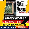 Toko Rumput Sintetis Ciasem.jpg