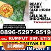 Supplier Rumput Plastik Dumai Barat.jpg