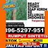 Supplier Rumput Imitasi Lakarsantri.jpg