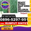 Supplier Rumput Imitasi Lasem.jpg