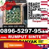 Toko Rumput Imitasi Batang Alai Timur.jpg