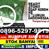 Supplier Rumput Plastik Kabupaten Toba Samosir.jpg