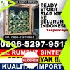 Toko Rumput Imitasi Cendana.jpg