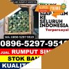 Toko Rumput Imitasi Citangkil.jpg