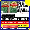 Supplier Rumput Plastik Kota Kuala Simpang.jpg