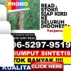 Supplier Rumput Plastik Lambu Kibang.jpg