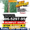 Supplier Rumput Plastik Linge.jpg