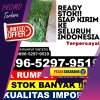 Toko Rumput Imitasi Jangka Buya.jpg