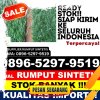 Toko Rumput Sintetis Lueng Bata.jpg