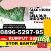 Toko Rumput Imitasi Kedungpring.jpg