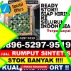 Toko Rumput Plastik Batu Hampar.jpg